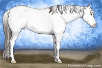 Horse Color:White Spotted Amber Champagne Roan Splash