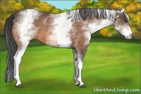 Horse Color:White Spotted Buckskin 