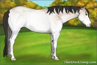 Horse Color:White Spotted Amber Champagne Roan 