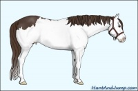 Horse Color:White Spotted Liver Chestnut Sabino Splash 