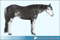 Horse Color:Smoky Black Sabino