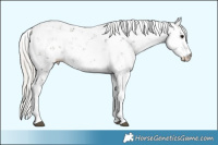 Horse Color:Silver Black Sabino 