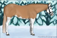 Horse Color:Chestnut Splash 