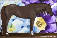 Horse Color:Liver Chestnut Sabino