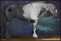 Horse Color:Black and Black