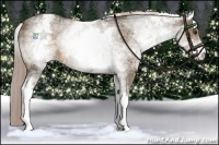 Horse Color:White Spotted Chocolate Palomino 