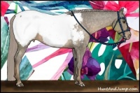 Horse Color:Chocolate Palomino Appaloosa 