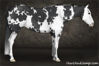 Horse Color:White Spotted Black Splash