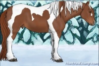 Horse Color:Chestnut Tobiano