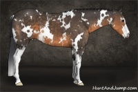 Horse Color:White Spotted Buckskin 