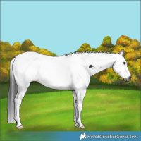 Horse Color:Gray White Spotted Black Splash Tobiano