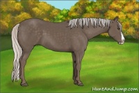 Horse Color:Silver Black Splash