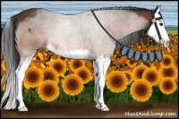 Horse Color:Bay Splash 