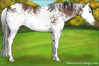 Horse Color:White Spotted Bay Splash Appaloosa