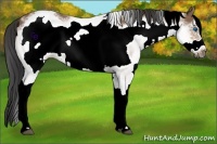 Horse Color:White Spotted Buckskin Frame 