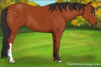 Horse Color:Bay 