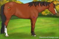 Horse Color:Bay 