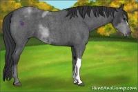 Horse Color:Blue Roan 