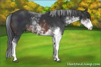 Horse Color:Brown Sabino 