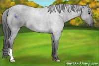 Horse Color:Blue Roan 