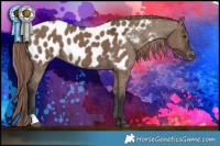 Horse Color:Liver Red Dun Appaloosa 