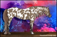 Horse Color:Liver Red Dun Appaloosa