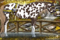 Horse Color:Liver Chestnut Appaloosa