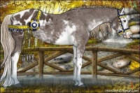 Horse Color:Liver Chestnut Sabino Splash Appaloosa 