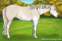 Horse Color:Perlino Sabino  Brindle