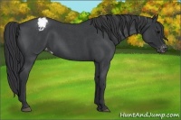 Horse Color:Blue Roan Appaloosa 