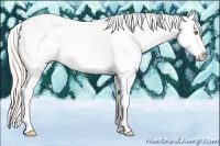 Horse Color:Silver Amber Champagne Dun Tobiano Frame Appaloosa