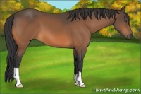 Horse Color:Buckskin 