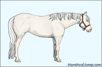 Horse Color:Cremello Roan Sabino