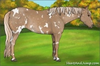 Horse Color:White Spotted Palomino 