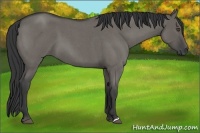 Horse Color:Grullo Roan
