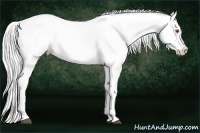 Horse Color:Silver Black Chinchilla Splash Appaloosa 