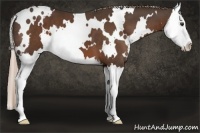 Horse Color:White Spotted Liver Chestnut Splash 