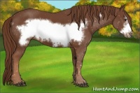 Horse Color:Chestnut Frame