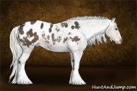 Horse Color:White Spotted Liver Chestnut Appaloosa Rabicano 