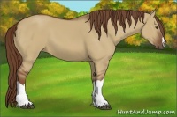 Horse Color:Red Dun