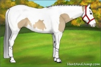 Horse Color:Bay Dun Splash Tobiano