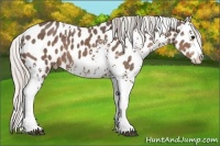 Horse Color:White Spotted Silver Black Appaloosa