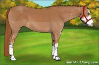 Horse Color:Chestnut Sabino