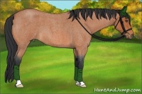 Horse Color:Bay Roan 