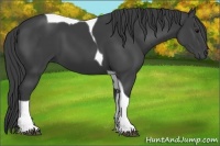 Horse Color:Smoky Black Tobiano 