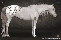 Horse Color:Liver Chestnut Appaloosa 