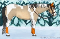 Horse Color:Buckskin Roan Dun Splash Tobiano 