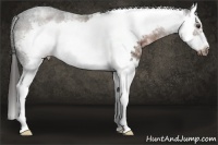 Horse Color:White Spotted Liver Chestnut Splash Frame