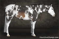 Horse Color:White Spotted Buckskin Splash 