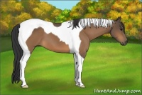 Horse Color:Buckskin Tobiano 